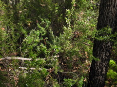 Styphelia leptospermoides