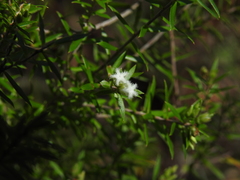 Styphelia leptospermoides