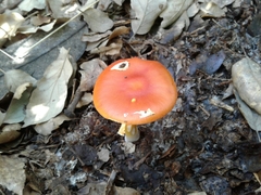 Amanita erythrocephala