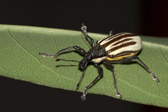 Diaprepes