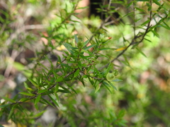 Styphelia leptospermoides