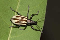 Diaprepes