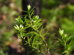 Styphelia leptospermoides