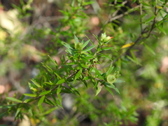 Styphelia leptospermoides