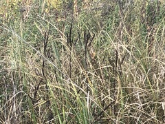 Veronicastrum virginicum