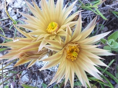 Escobaria missouriensis