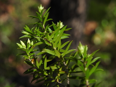 Styphelia leptospermoides