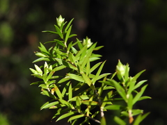 Styphelia leptospermoides