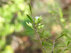 Styphelia leptospermoides