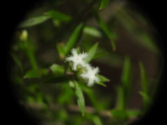 Styphelia leptospermoides