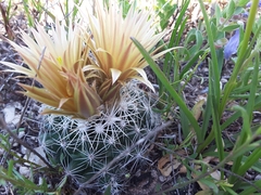 Escobaria missouriensis