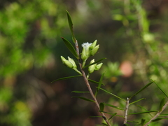 Styphelia leptospermoides