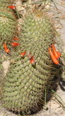 Mammillaria cerralboa