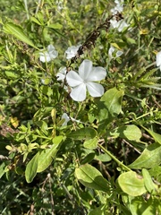Plumbago auriculata