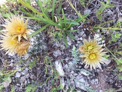 Escobaria missouriensis