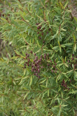 Hypericum canariense