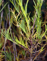 Penstemon filiformis