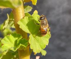 Eristalis tenax