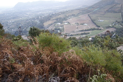 Hypericum canariense