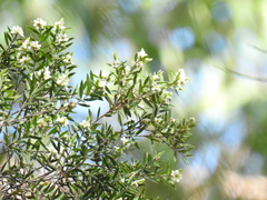 Leptospermum whitei
