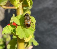 Eristalis tenax