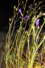 Penstemon filiformis