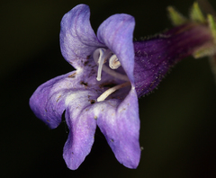 Penstemon filiformis