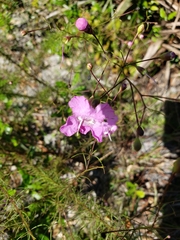 Agalinis filifolia