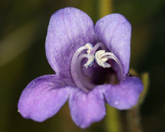 Penstemon filiformis
