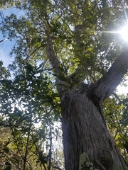 Lyonothamnus floribundus floribundus