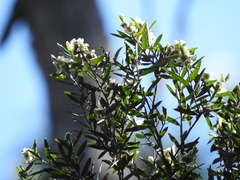 Leptospermum whitei