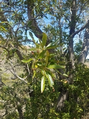 Lyonothamnus floribundus floribundus