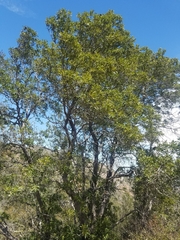Lyonothamnus floribundus floribundus