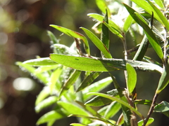Leptospermum whitei