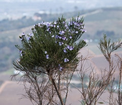 Psoralea congesta