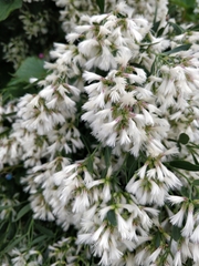 Baccharis halimifolia