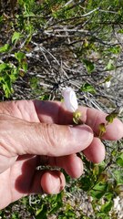 Jacquemontia pringlei