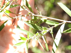 Leptospermum whitei