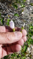 Jacquemontia pringlei