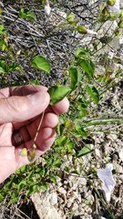 Jacquemontia pringlei