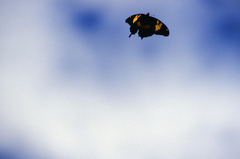 Papilio homerus