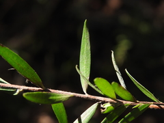Leptospermum whitei