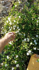 Jacquemontia pringlei