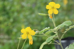 Senna apiculata