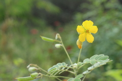 Senna apiculata