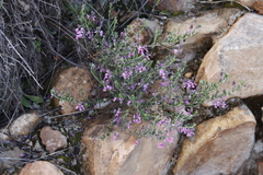 Indigofera filiformis