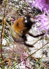 Xylocopa virginica image