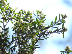 Leptospermum whitei