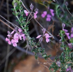 Indigofera filiformis