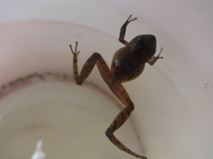 Pristimantis bogotensis